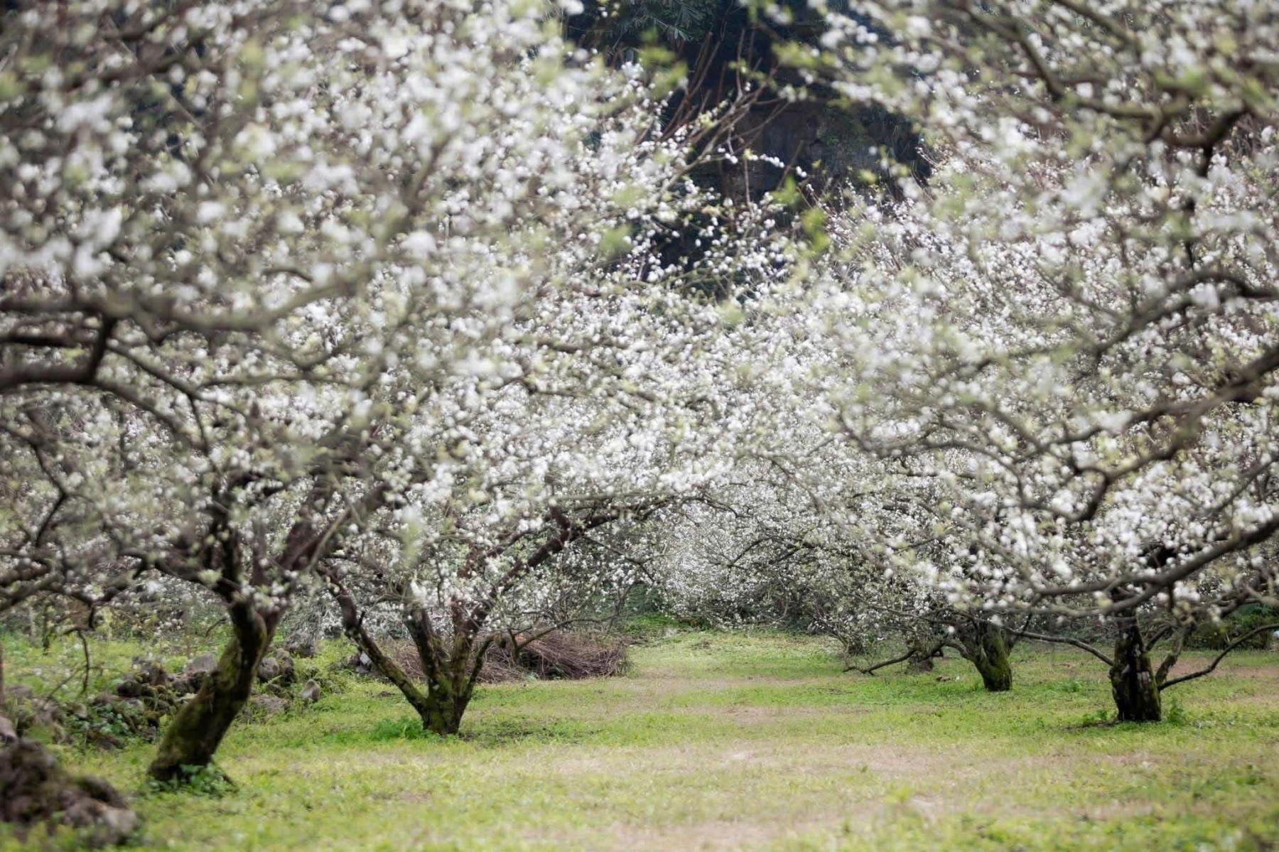 Mộc Châu - Sơn La